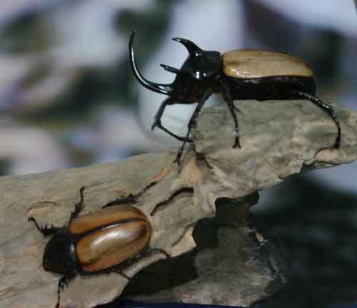 その他 Giant Beetles: Euchirinae - Dynastinae Giant Beetles: Euchirinae - Dynastinae（Rhinoceros Beetles
